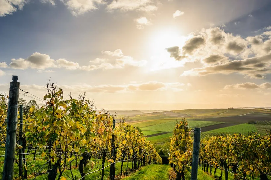 Barossa Valley vineyard rows stretching to the horizon at sunrise
