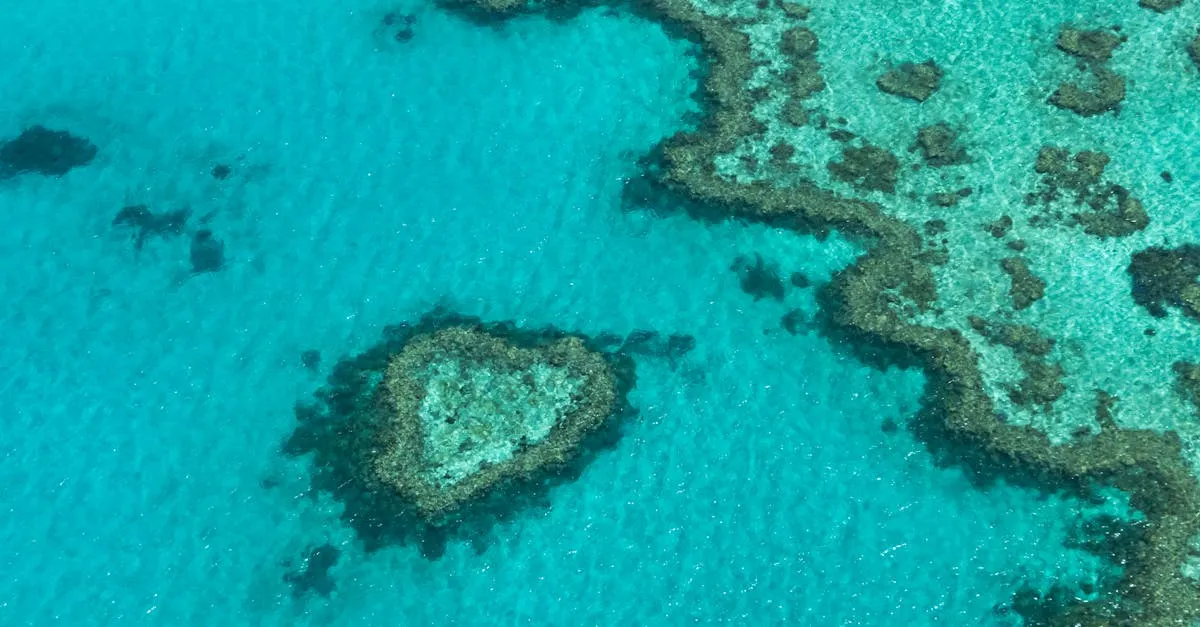 Great Barrier Reef coral