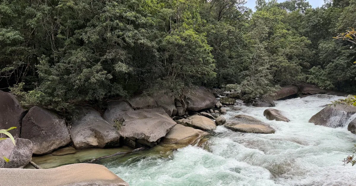 Daintree Rainforest
