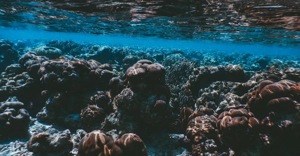 Ningaloo Reef