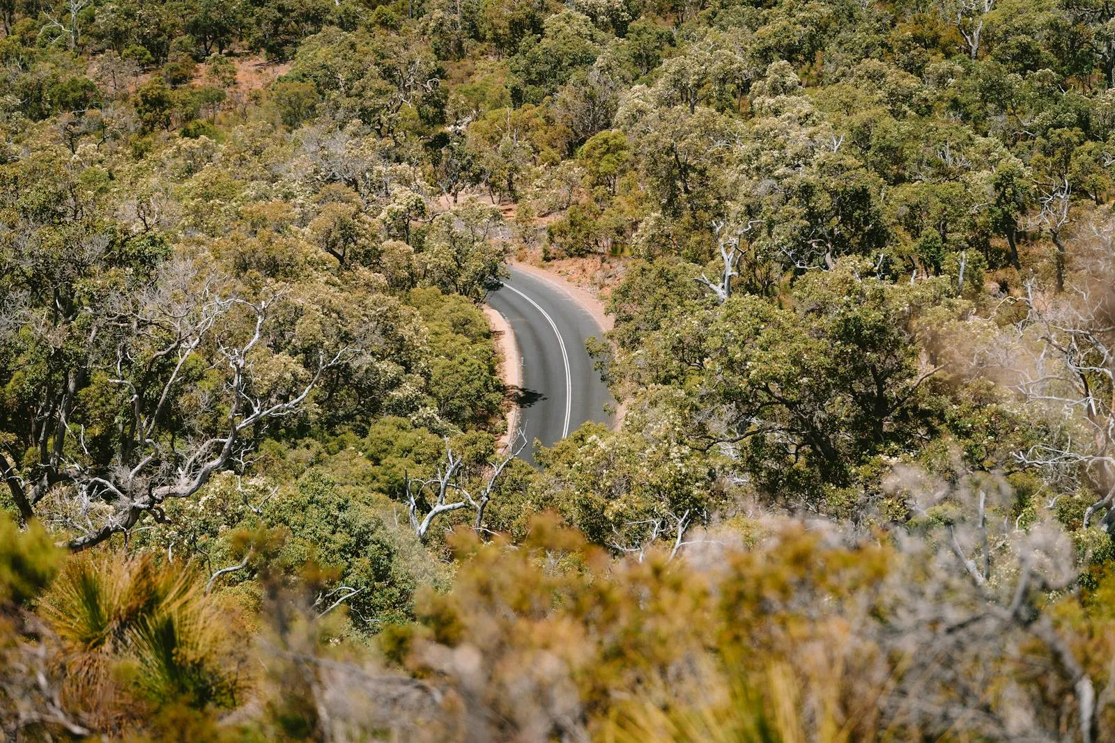 Aerial view of a winding road in Dunsborough, surrounded by lush summer foliage.