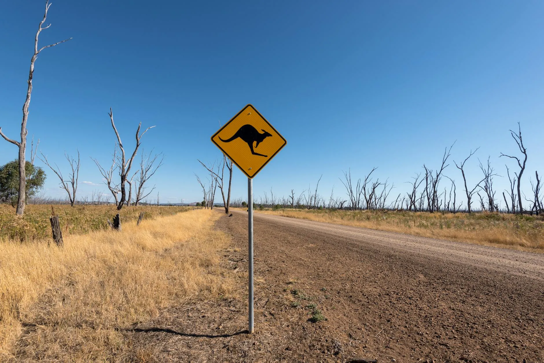 Dirt road in Winton North, Australia with a kangaroo crossing sign and clear blue sky.