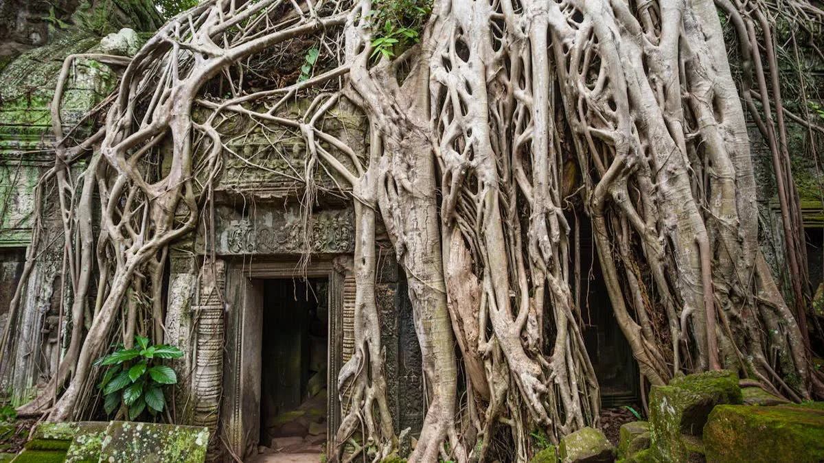 Ta Prohm jungle temple