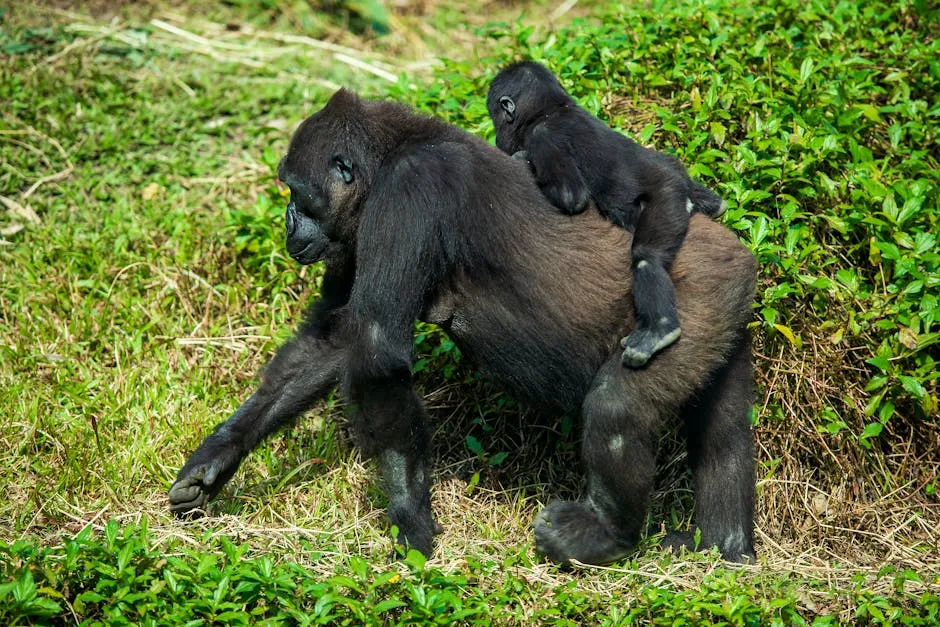 Semi-wild gorilla at L?sio-Louna reserve