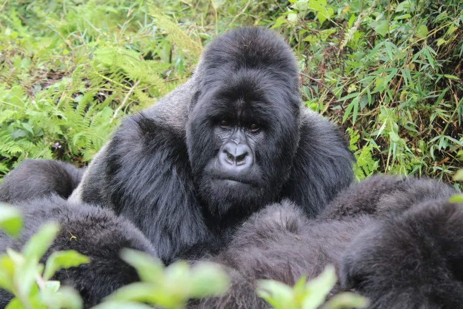 Western lowland gorilla in Odzala-Kokoua rainforest