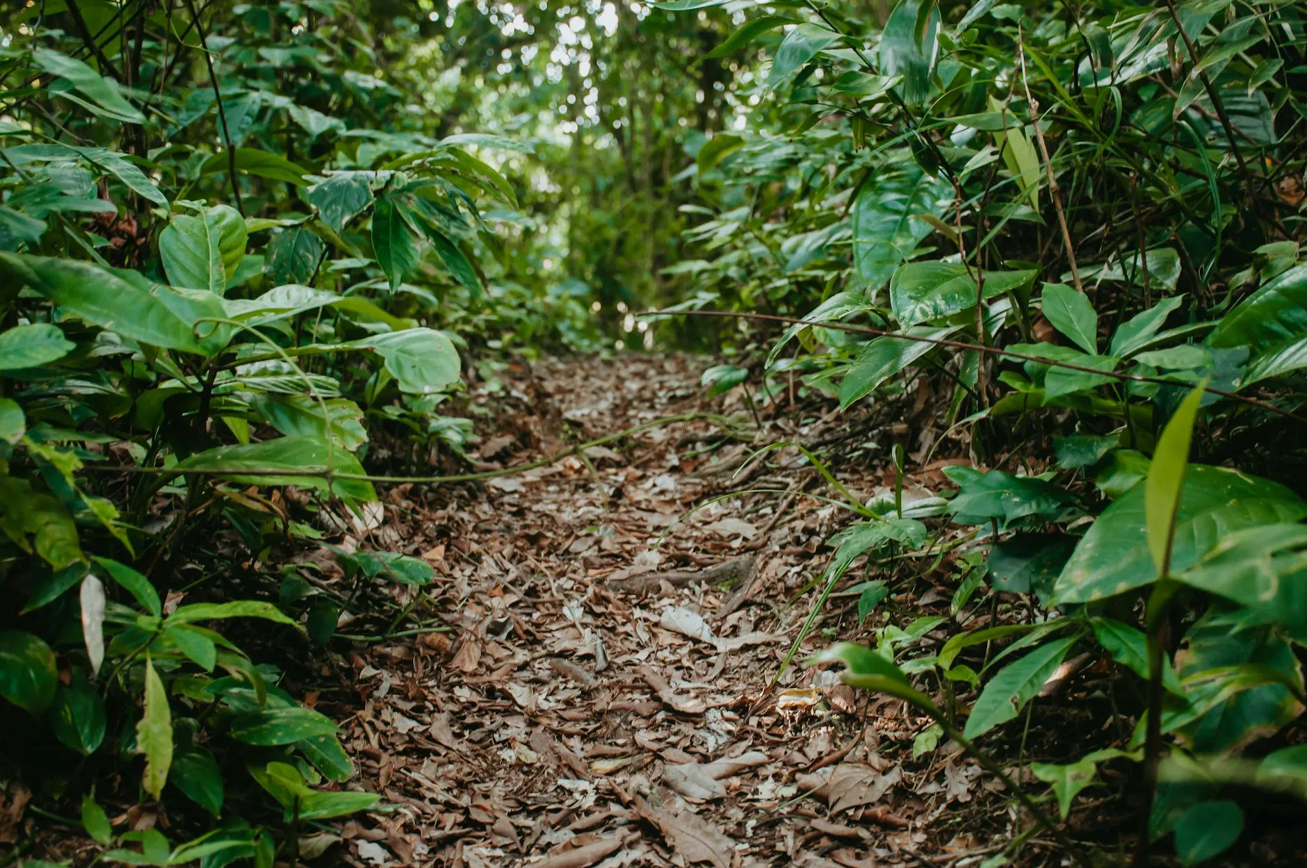 Forest trail in Odzala-Kokoua