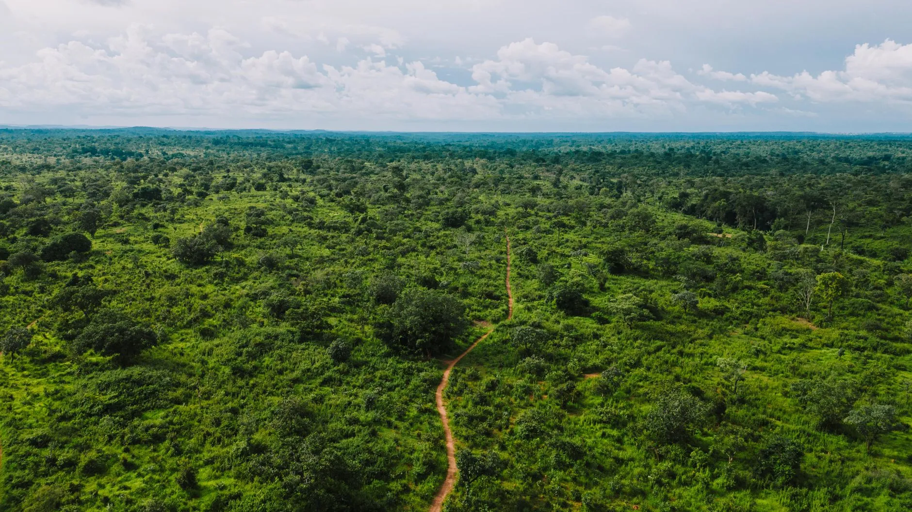 Odzala rainforest clearing with wildlife