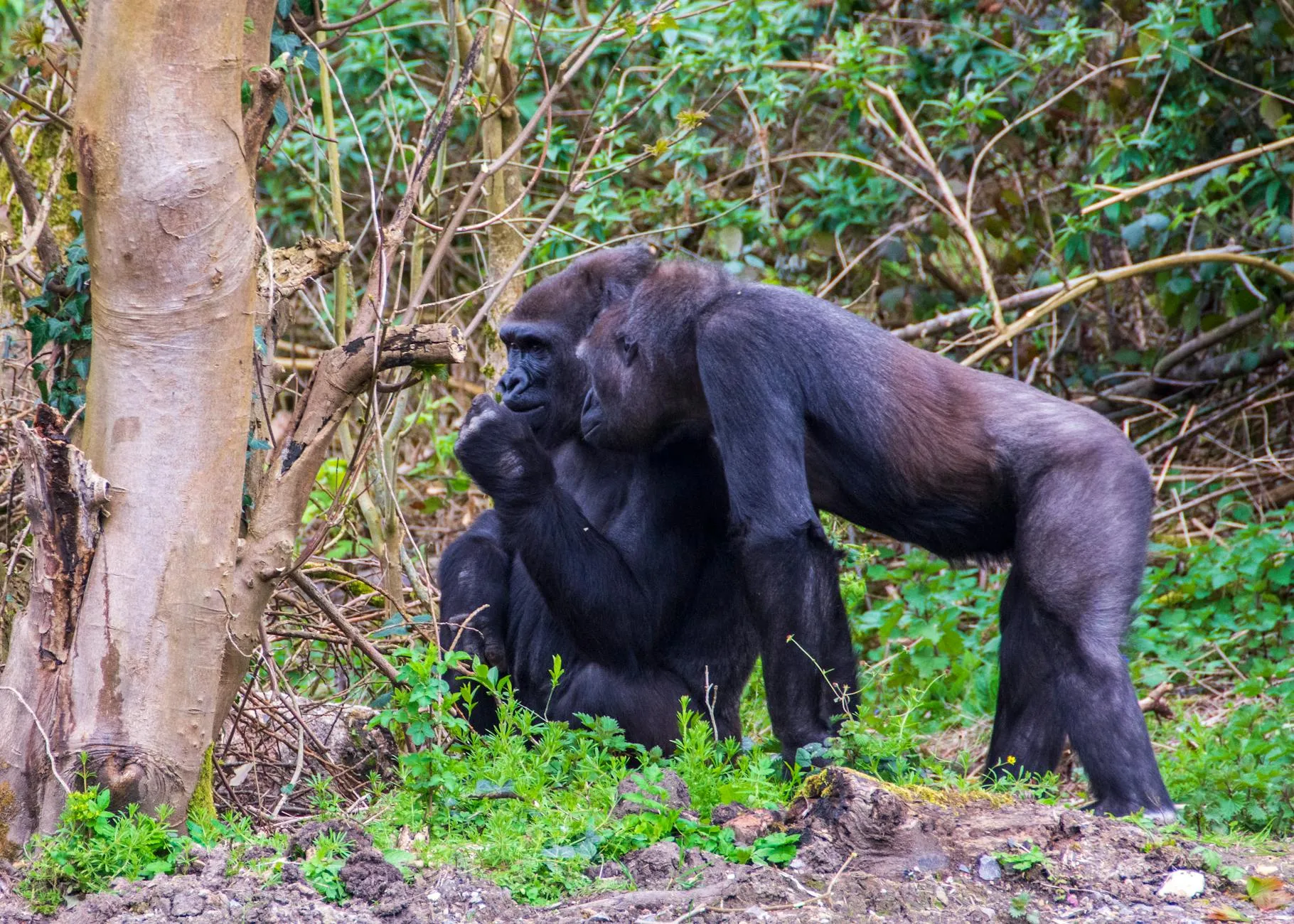 Western lowland gorilla in Congo rainforest