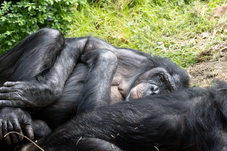 Bonobo in a forest canopy