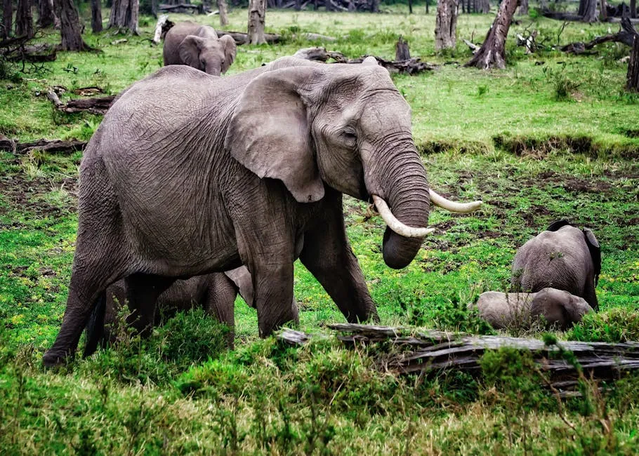 African forest elephant in lush green habitat
