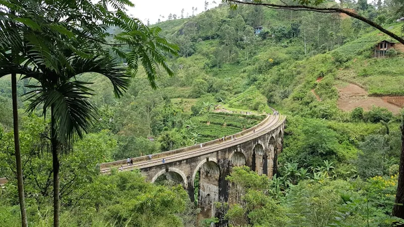 Sri Lankan tea plantations in misty highlands