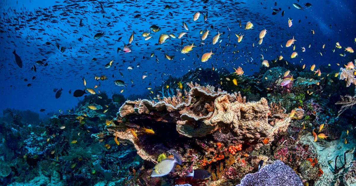 Raja Ampat coral reef