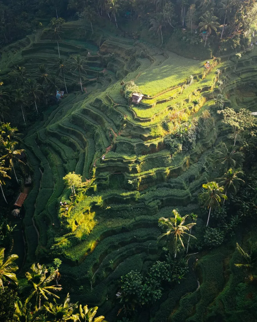 Aerial view of cascading green rice terraces in Ubud, Bali