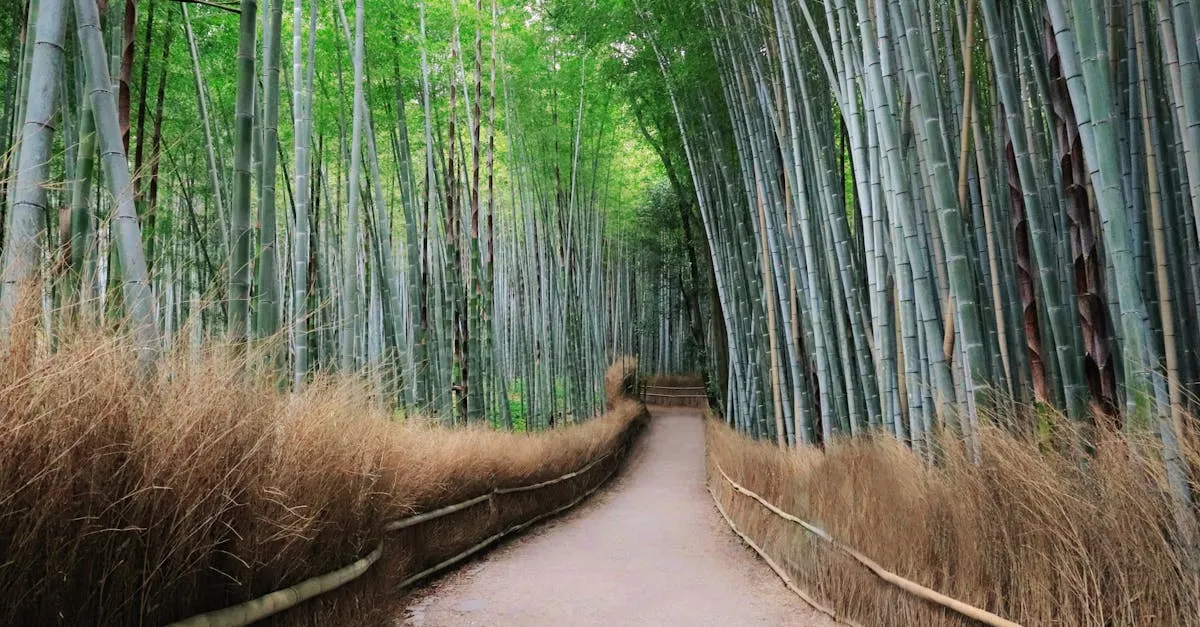 Arashiyama bamboo grove Kyoto