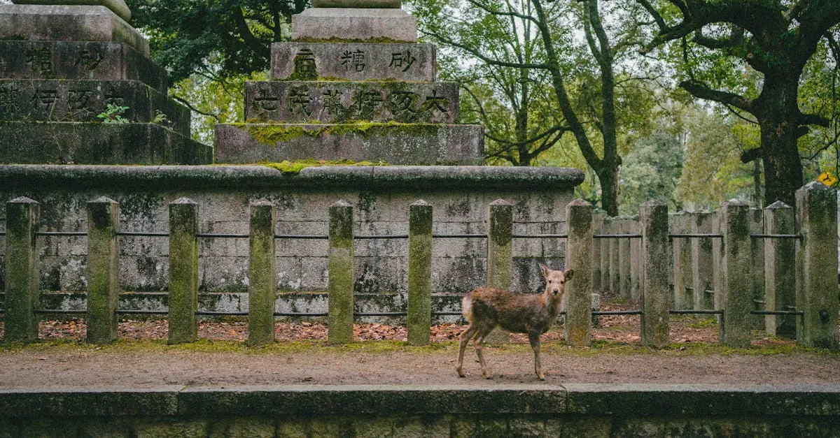 Nara deer park