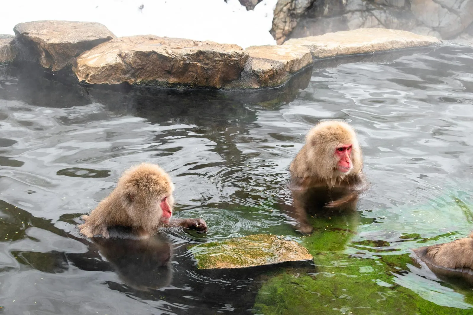 Two Japanese macaques relaxing in a hot spring in Yamanouchi, Nagano, Japan.