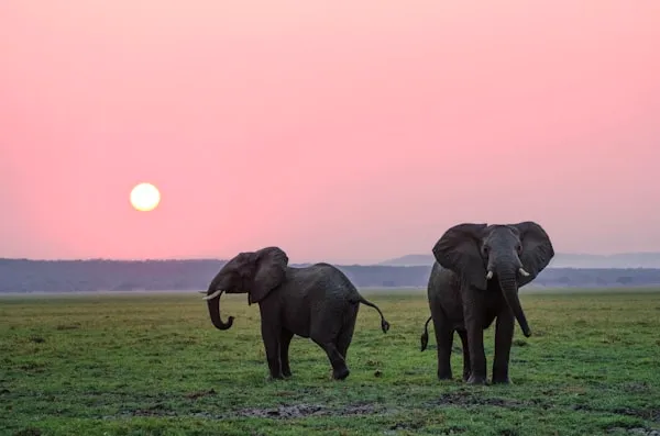 Asian elephant in natural habitat