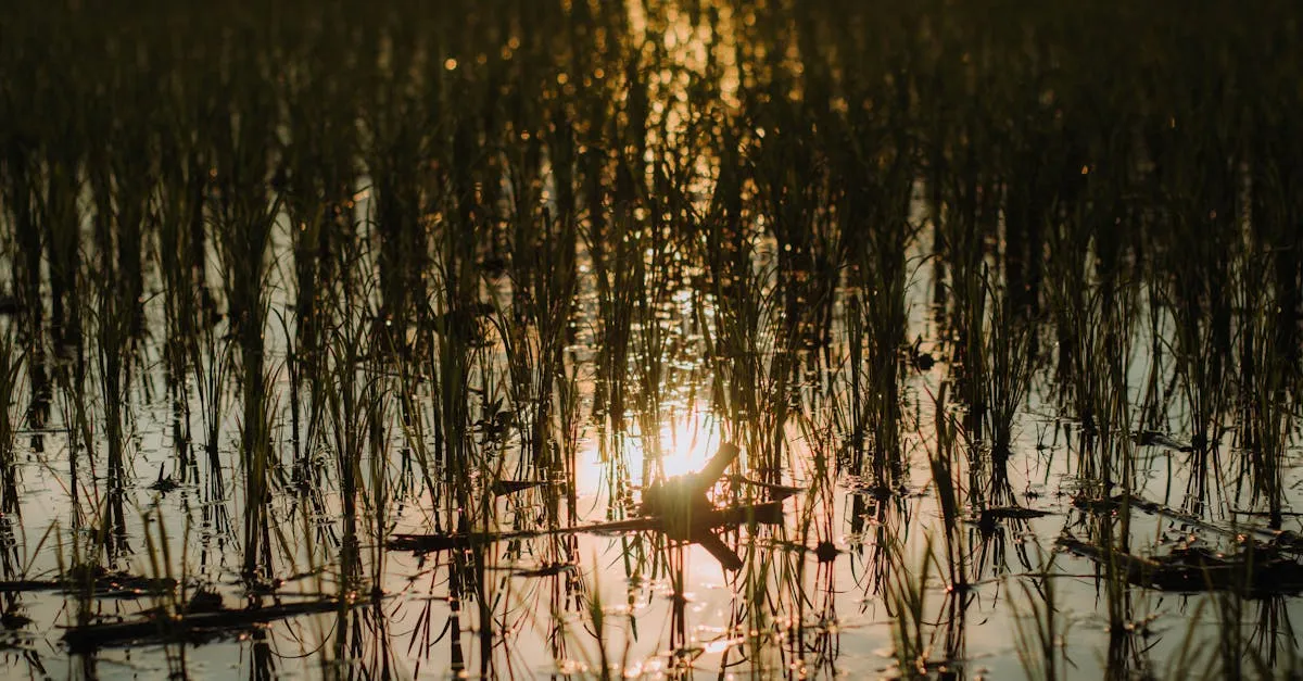 Beung Kiat Ngong wetlands