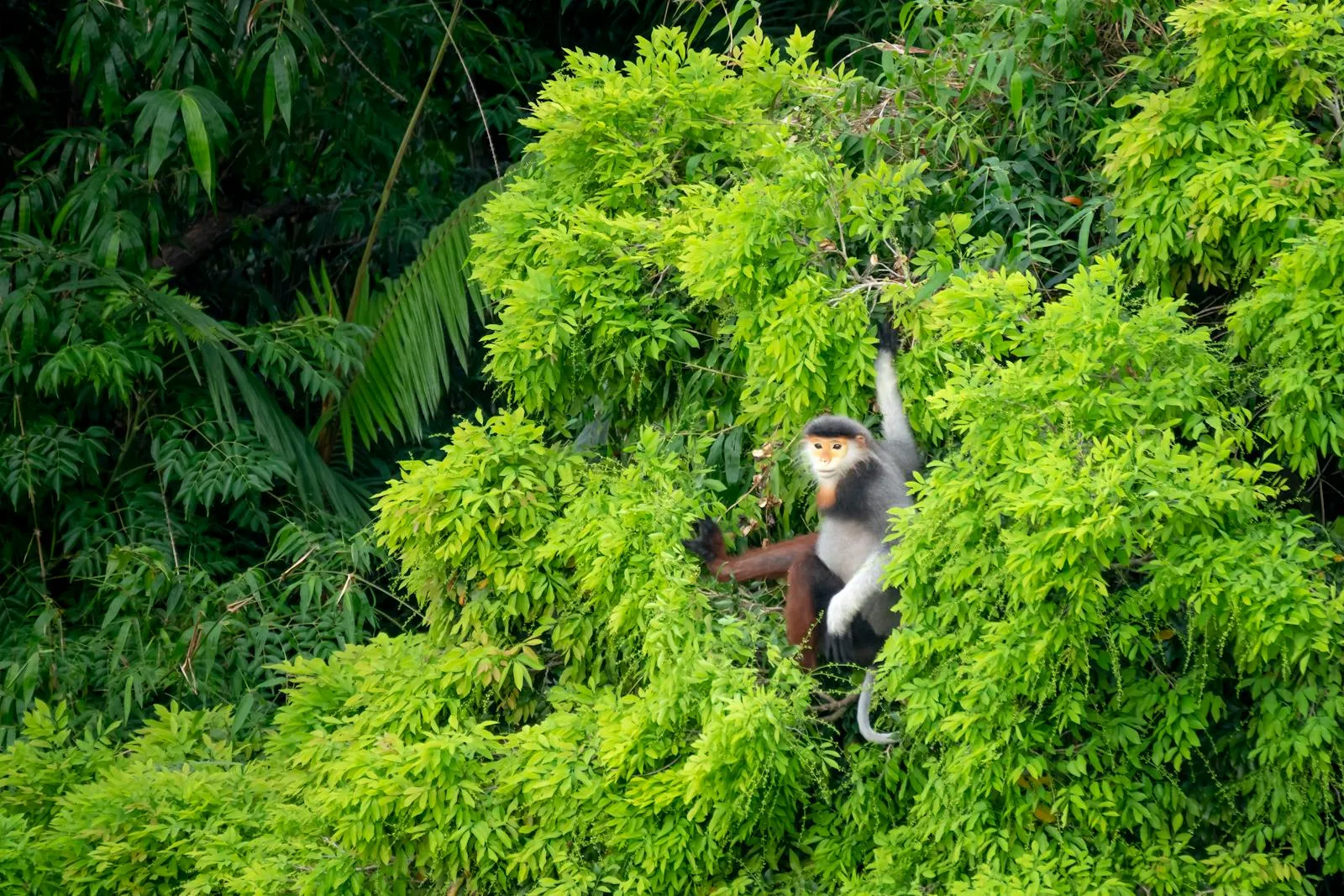 A red-shanked douc langur sitting in dense green foliage, showcasing vibrant rainforest biodiversity.