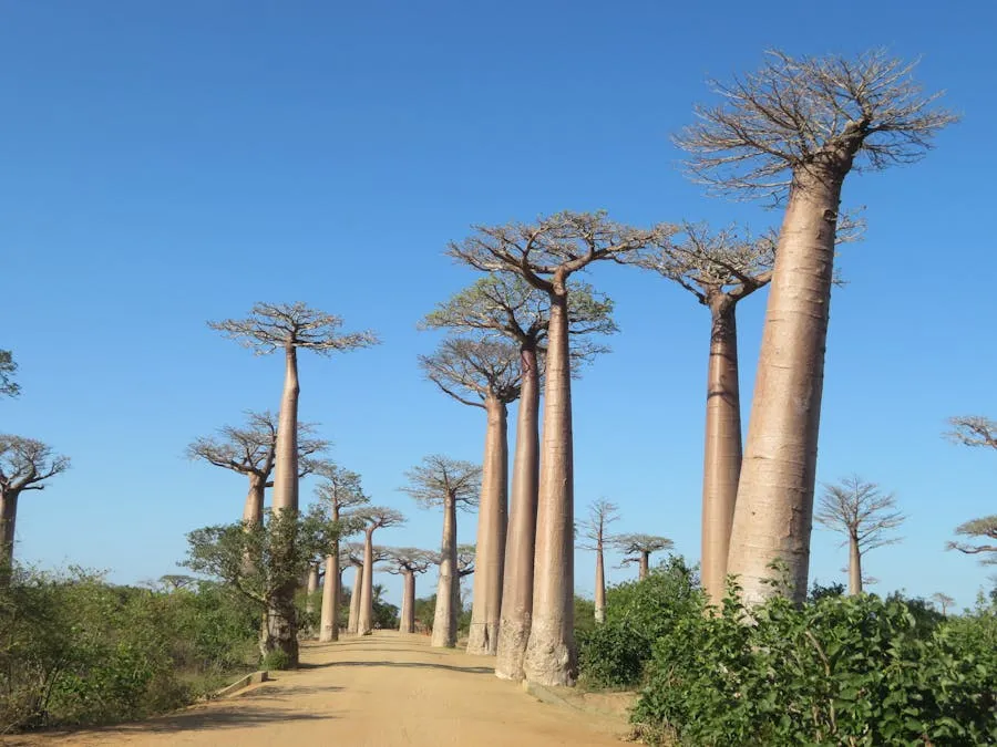 Baobab trees lining a dusty road at sunset in Madagascar