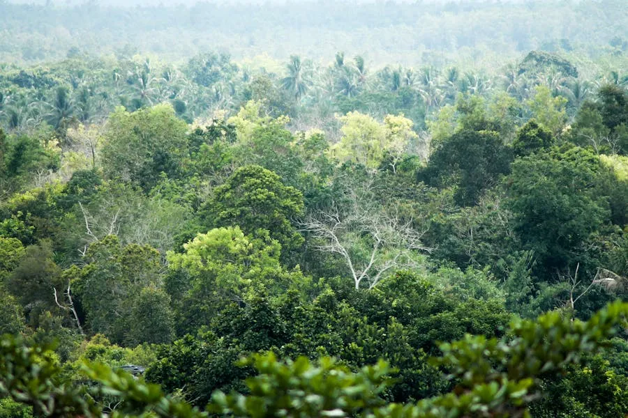Danum Valley Borneo rainforest