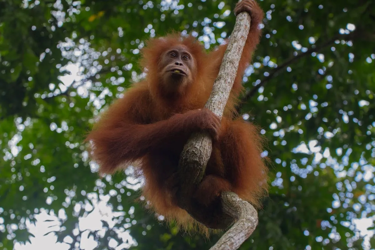 Orangutan in Borneo rainforest canopy