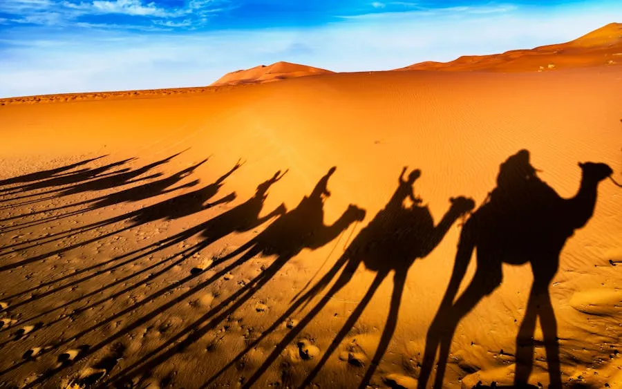 Camel caravan shadows stretching across Sahara desert dunes at sunset