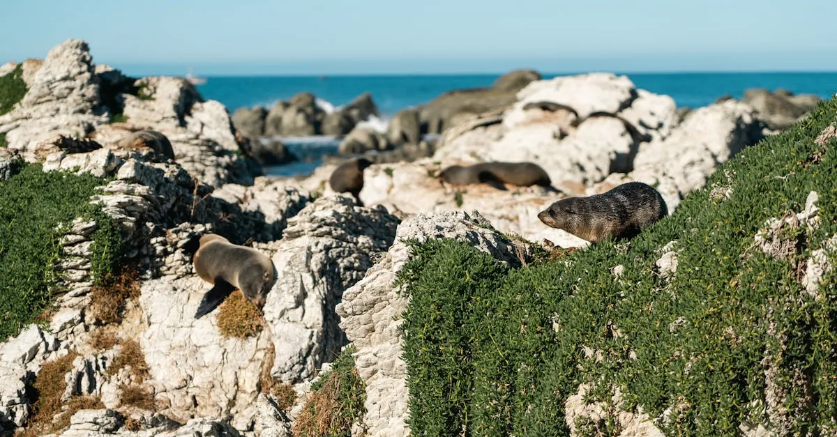 New Zealand coastal wildlife