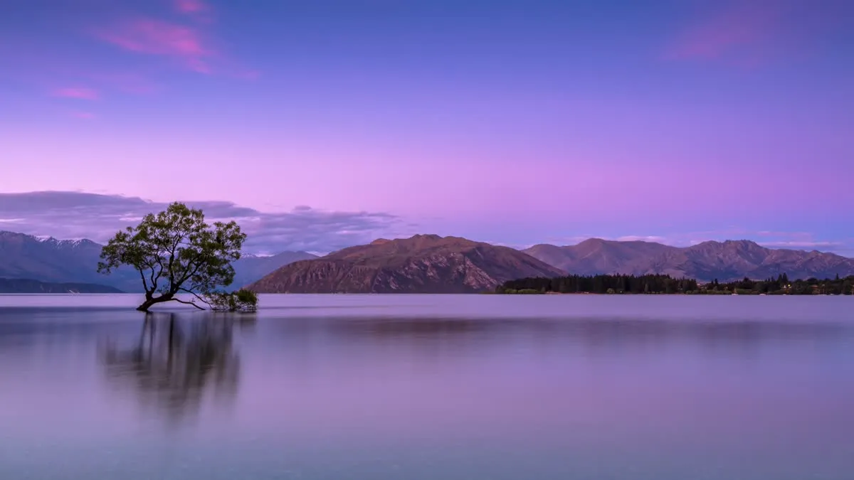 New Zealand Wildlife