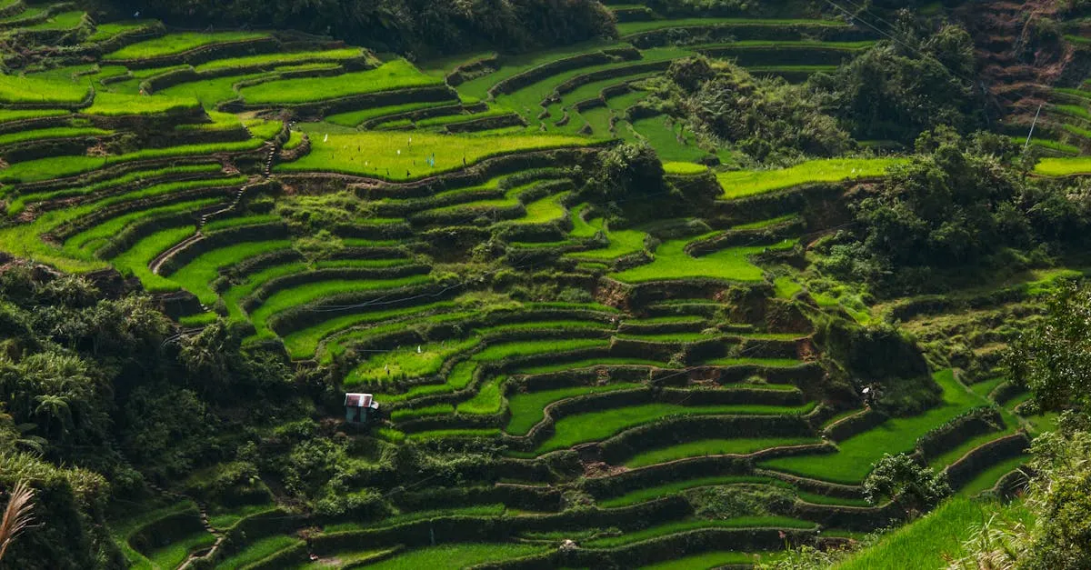 Banaue rice terraces