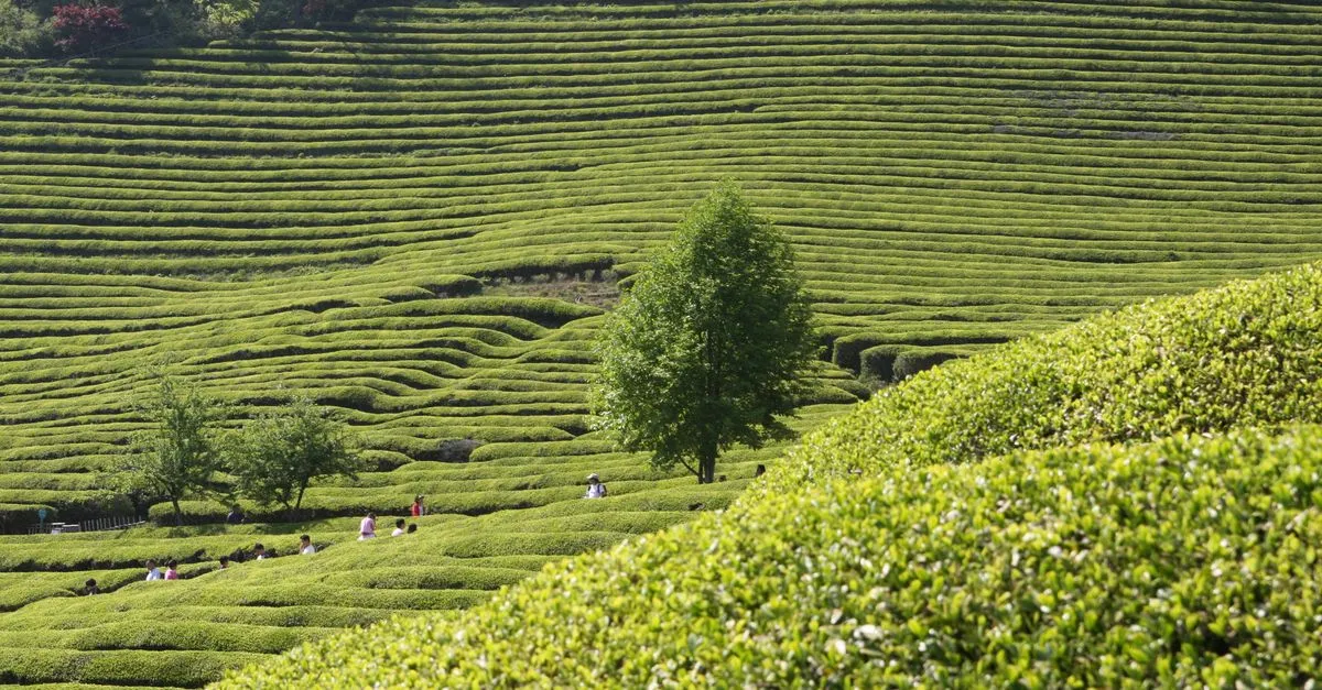 Boseong green tea fields
