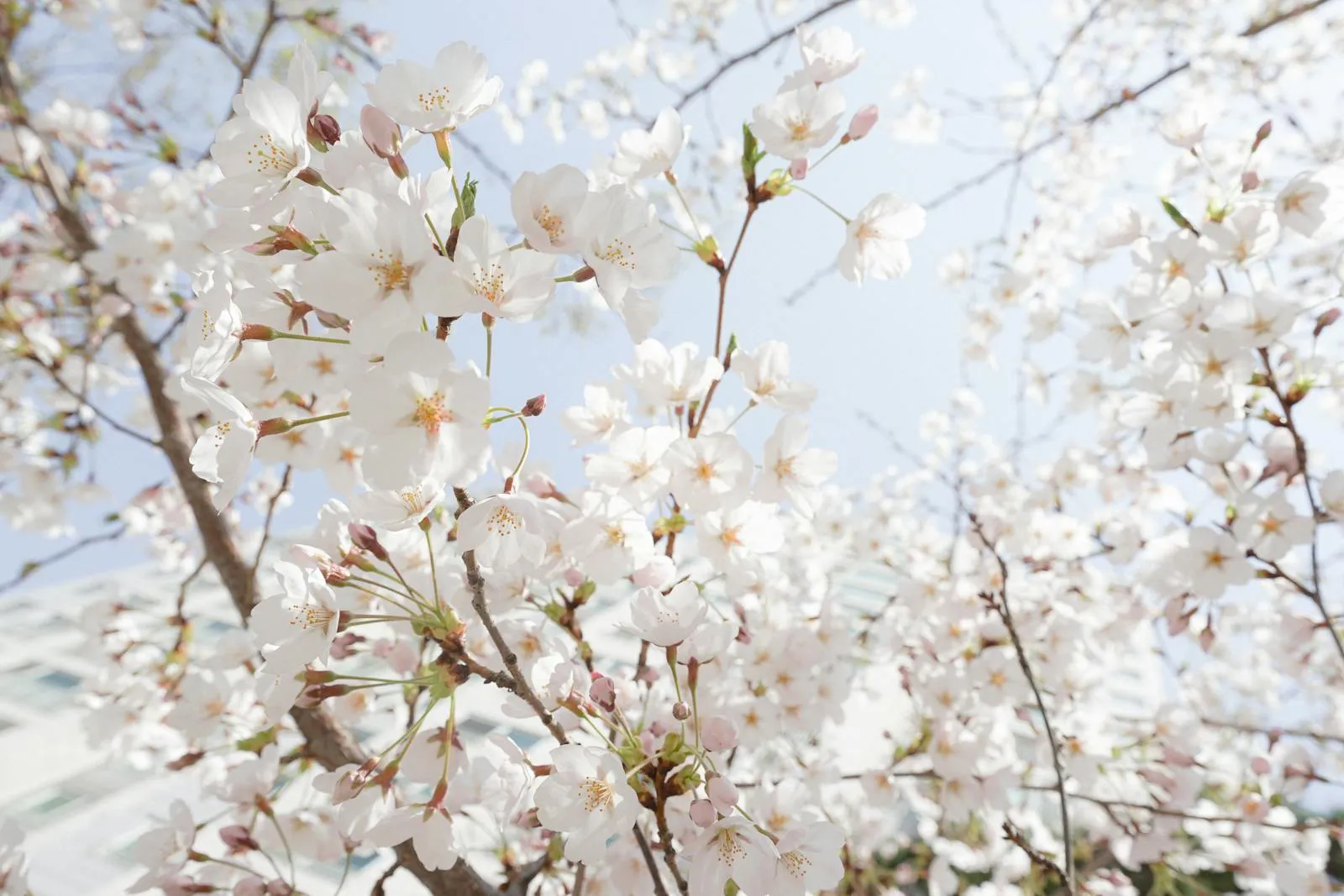 Close-up of blooming cherry blossoms in Seoul, capturing the essence of springtime.