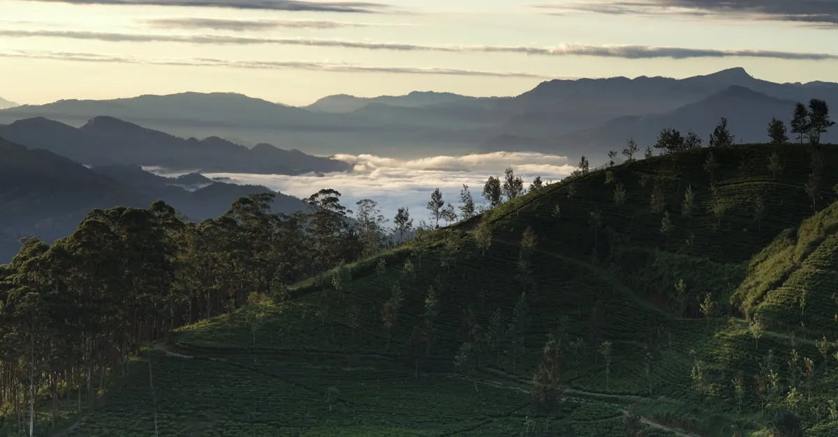Lipton's Seat tea plantation