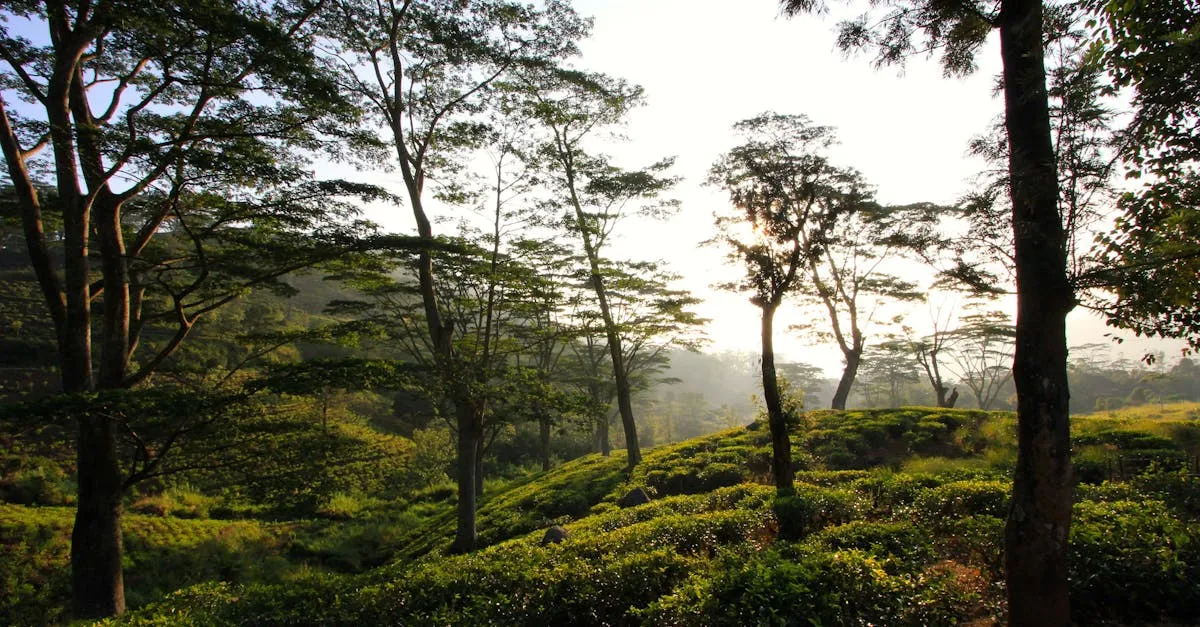 Udawattakele Forest Kandy