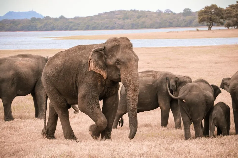 Elephant gathering at Minneriya National Park