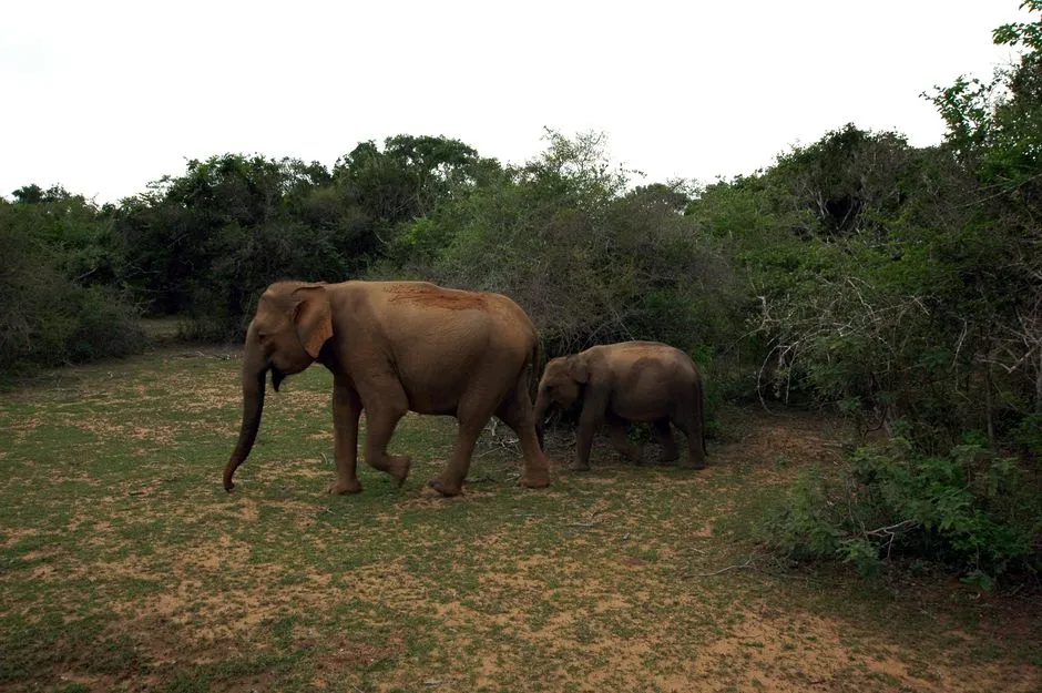 Elephants at Udawalawe National Park