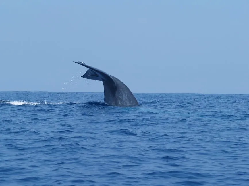 Blue whale surfacing near Mirissa coast