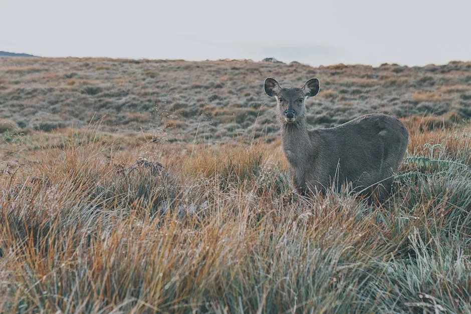 World's End cliff at Horton Plains