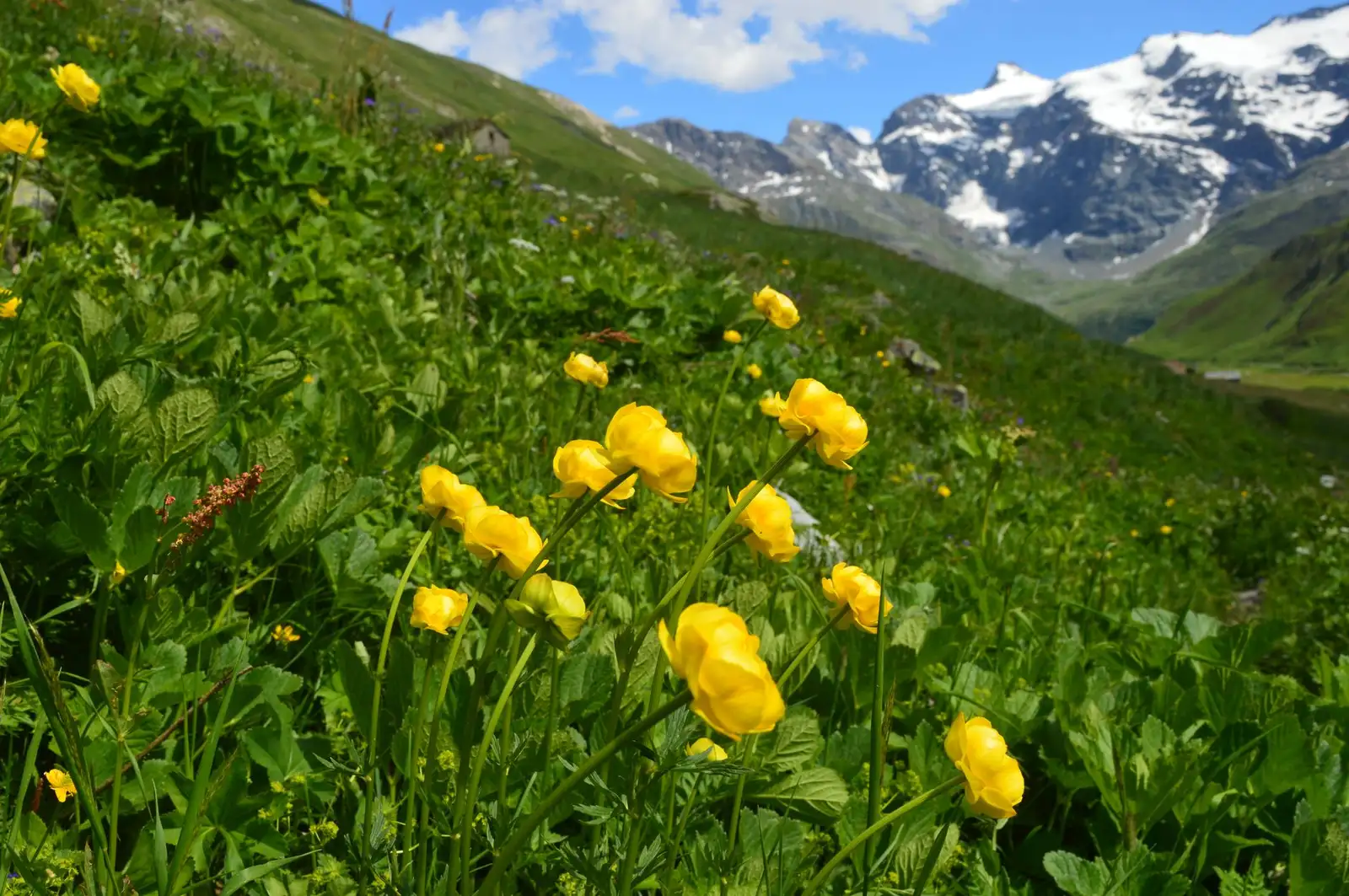 Alpine meadow full of wildflowers with snow-capped Swiss peaks in the distance