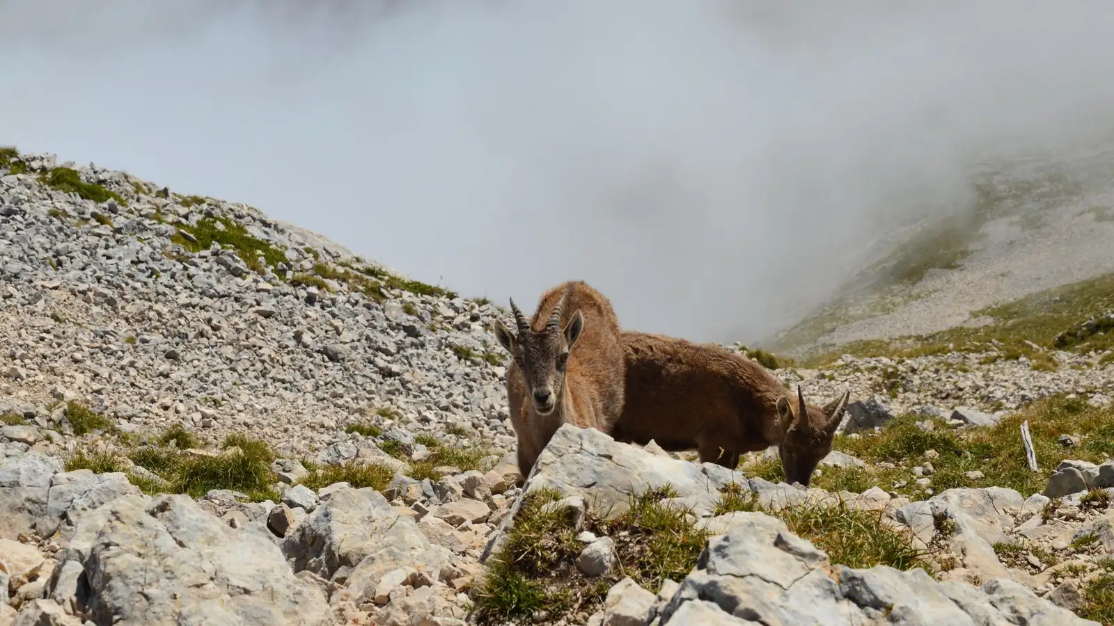 An ibex silhouetted on a Swiss alpine ridge