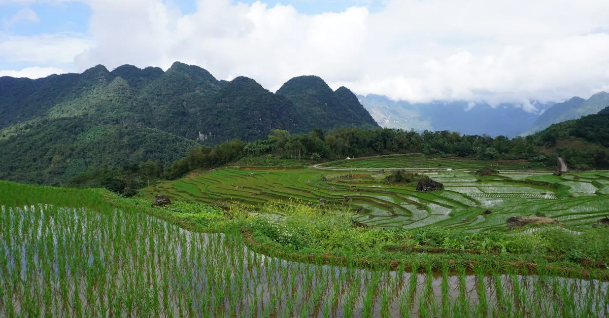 Pu Luong rice terraces