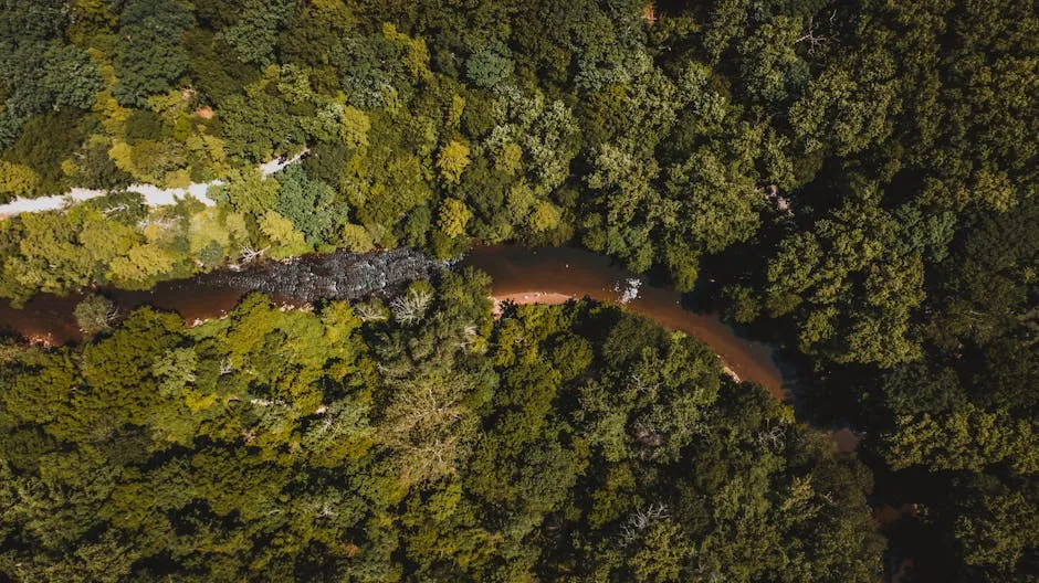 Amazon Rainforest