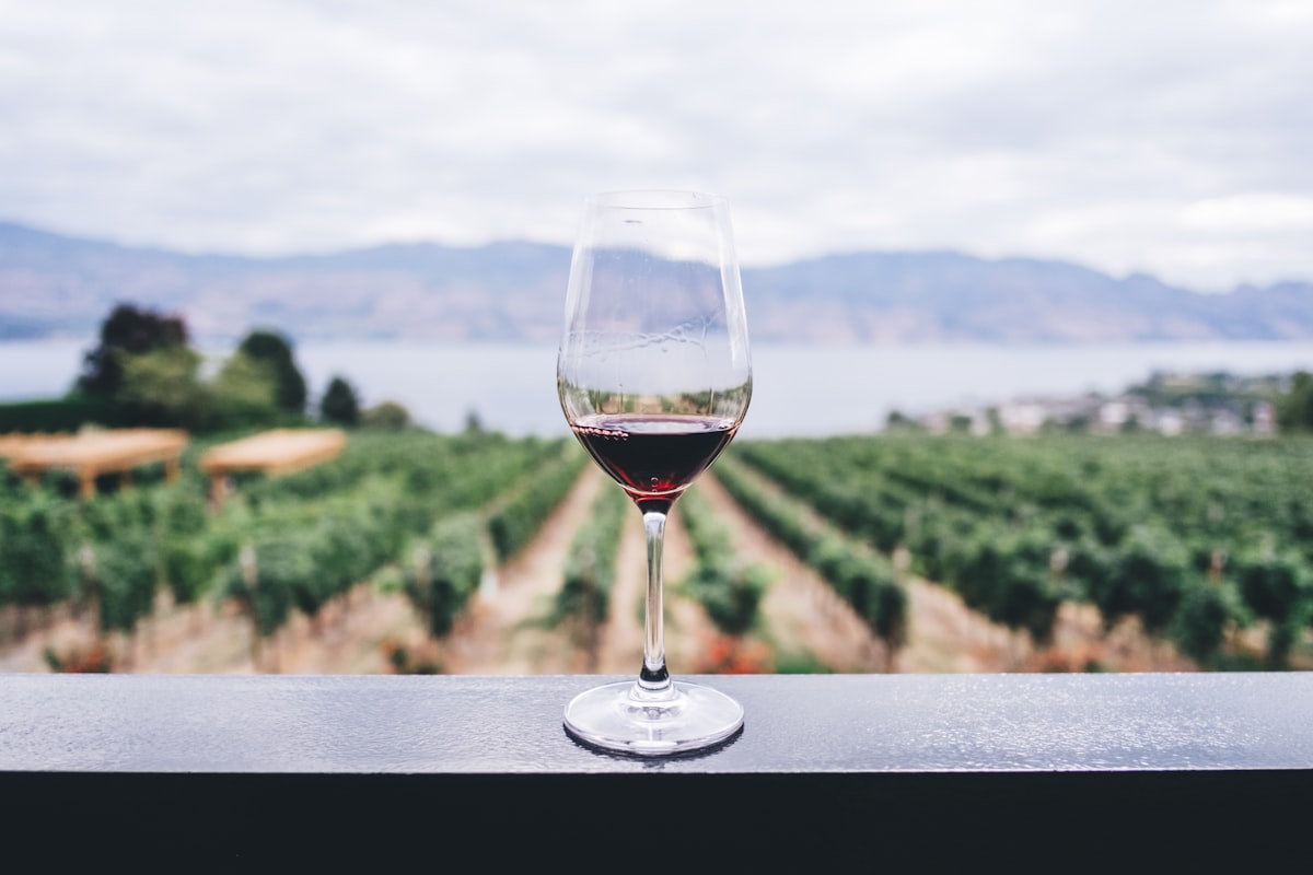 Wine region landscape