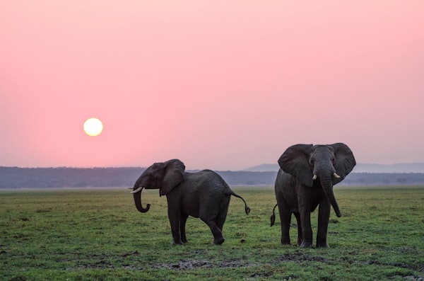 Asian elephant in natural habitat