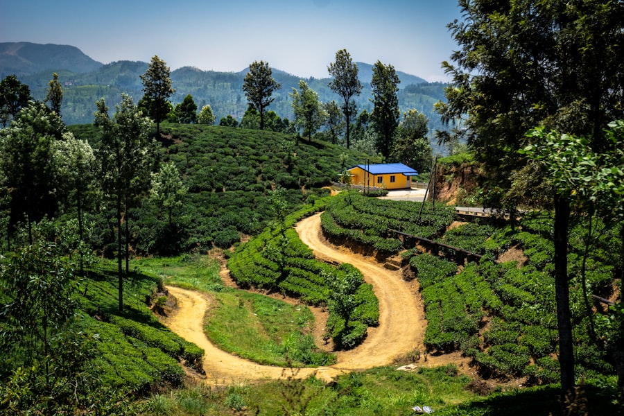 Lush green tea plantation with winding walking paths in the hill country