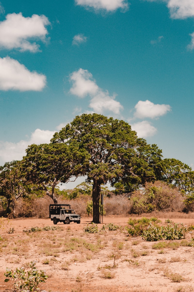 Sri Lankan leopard spotted on safari in Yala National Park