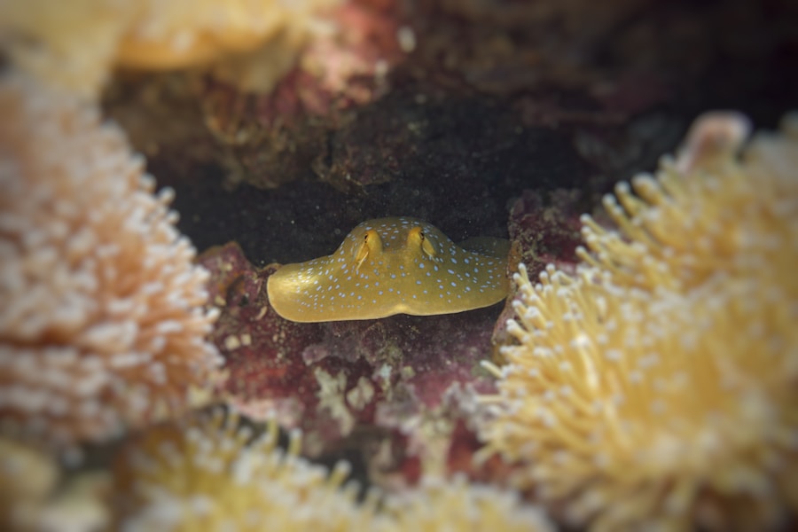 Scuba diver exploring vibrant coral reef near Koh Tao